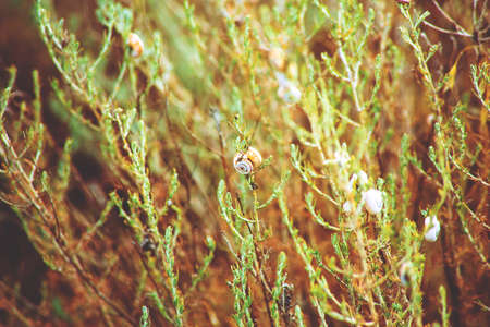 White little snails on the grass. Summerの写真素材