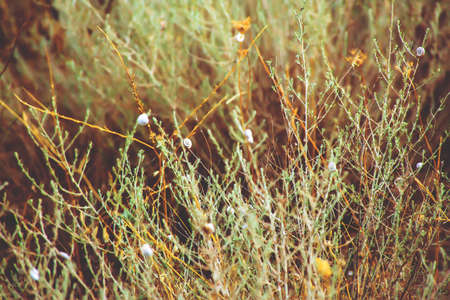 White little snails on the grass. Summerの写真素材