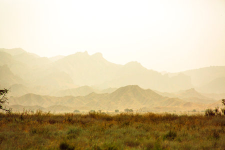Dry plants in the savannah. The mountains. drought. heat Travel
