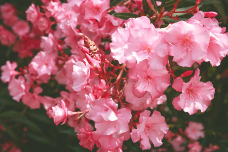 Summer blossoming pink flowers and petals festive pastel and soft floral