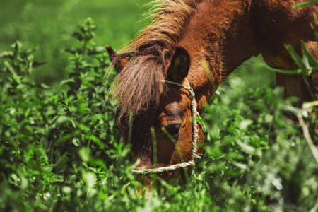 Horse grazes eating grass close-up summertimeの写真素材