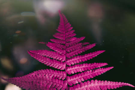 Pink fern neon Glow plant Fluorescent bright natureの写真素材