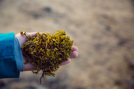 Green and yellow moss in the hand. Plants in winter