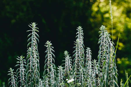 Flowering bushes of Motherwort in the forest. Medical herbs Dark backgroundの写真素材