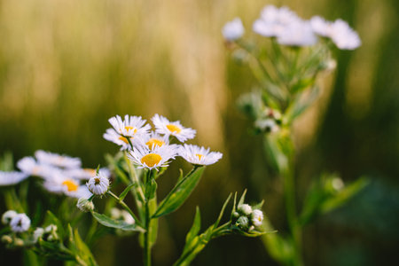 White wild aster. Summer little flowers Outdoor closeup. Blurred background