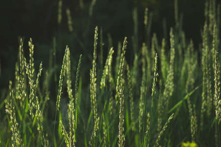 Close up of blue-green stems and seed heads of Sea couch grassの写真素材
