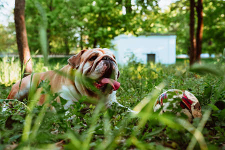 Funny cute english bulldog walks in the park with a ball.の写真素材