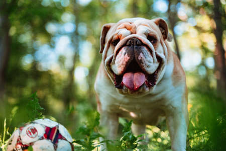 Funny cute english bulldog walks in the park with a ball.の写真素材
