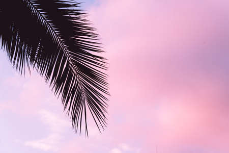 Silhouette Twigs leaf palm tree at lilac sunset. Vacation and relaxation at sea.の写真素材