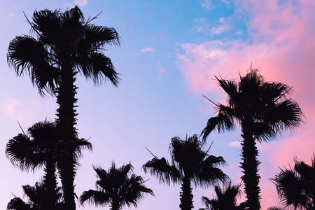 Silhouette palm tree at lilac pink sunset. Vacation and relaxation at sea.の写真素材