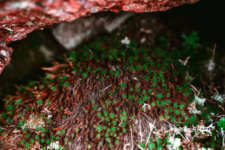 Small green plants and red moss in the rocks of the mountainsの写真素材
