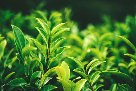 Green tea bud and fresh leaves. Tea plantations. Sochi Russiaの写真素材