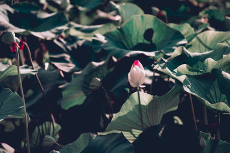 Beautiful white pink lotus flower blooms in the pond, lotus lake Russiaの写真素材