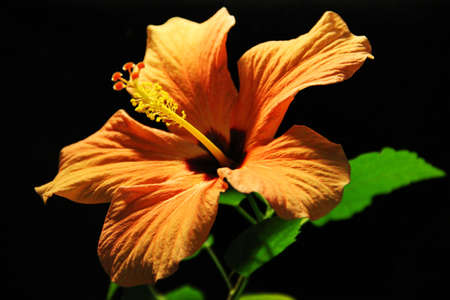 Orange flower of love and happiness on a black backgroundの写真素材