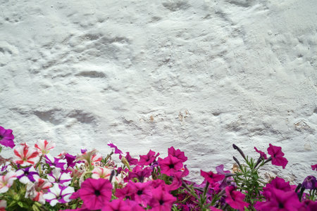 White wall as background with bottom composition of purple flowersの写真素材