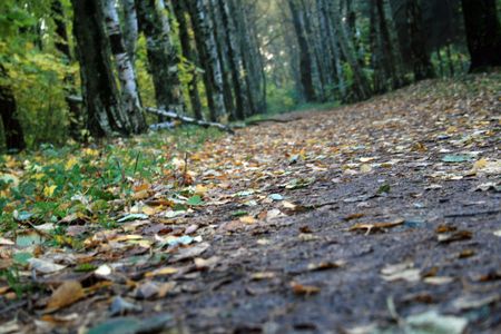 Footpath between trees in the autumn wood, removed in a nonconventional foreshortening.の写真素材