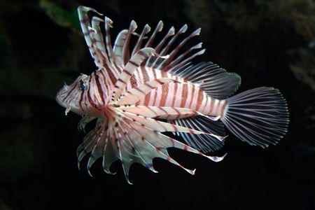 colorful tropical fish My other pictures of fishの写真素材