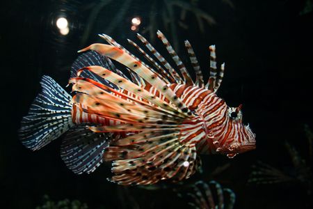 colorful tropical fish My other pictures of fishの写真素材