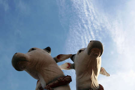 Flying cowsの写真素材