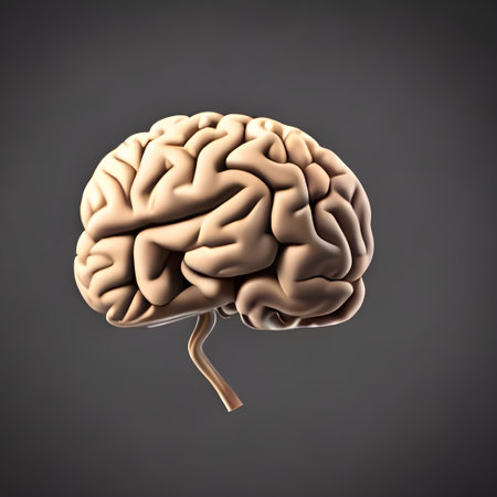 3D Rendering of a human brain. High quality photoの写真素材