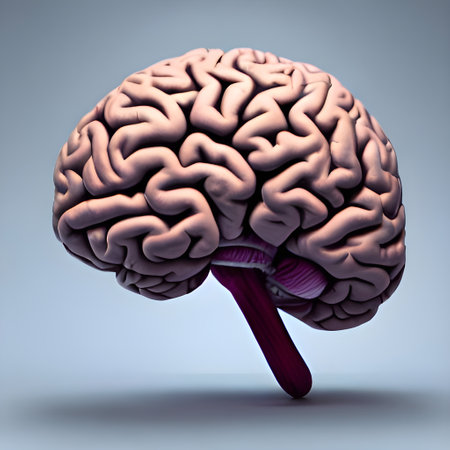 3D Rendering of a human brain. High quality photoの写真素材