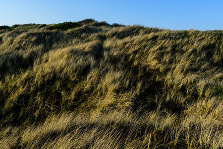 Feather grass meadows at west coast of Denmarkの写真素材