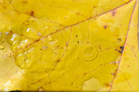 Yellow maple leaf with water drops and spills background textureの写真素材