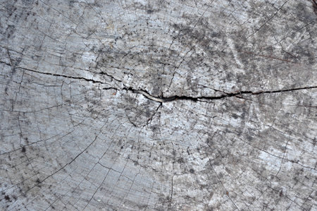 rough wood textureの写真素材