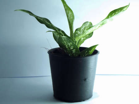 pot treeの写真素材