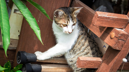 cat young face kitty cuteの写真素材