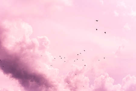 birds flying sky clouds animal wildlifeの写真素材