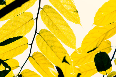 leaf tree plant bright closeup