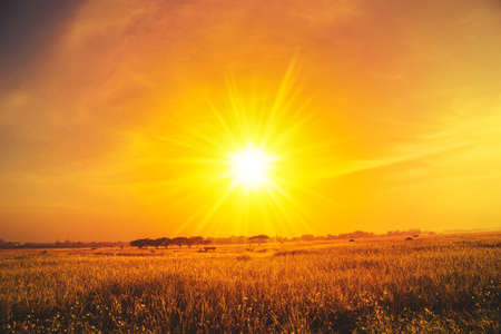 sunlight meadow rice fieldの写真素材