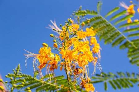 Caesalpinia pulcherrima yellow flower tree