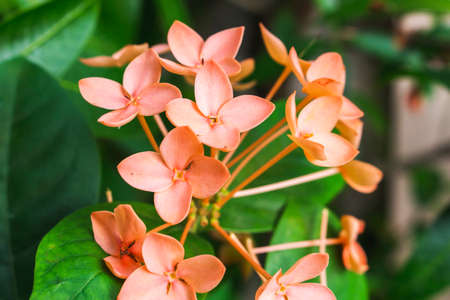 ixora flower nature background closeupの写真素材