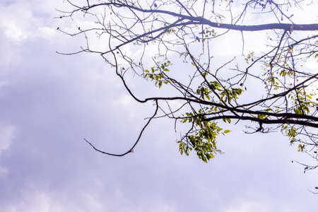 branch tree dry nature backgroundの写真素材