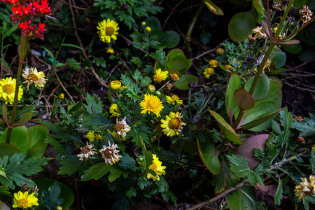 small flower nature background