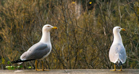 Seagulls on wallの写真素材