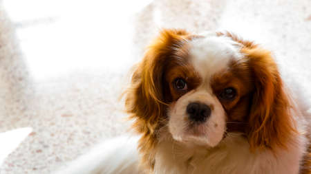 Cavalier King on portraitの写真素材