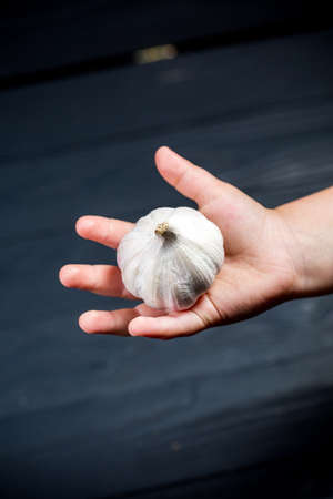 The head of garlic in a small child's hand on a wooden backgroundの写真素材