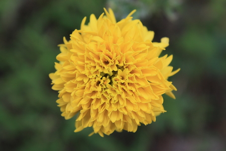 yellow flower on nature backgroundの写真素材