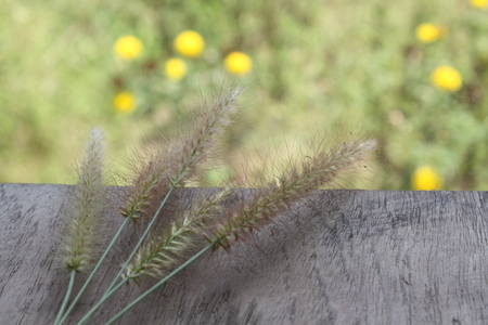 grass flower on wooden table blurred backgroundの写真素材