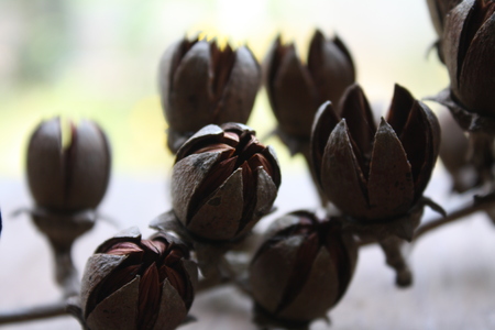 dried flower on wooden table blurred backgroundの写真素材