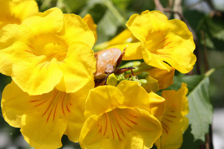 insect on yellow flower