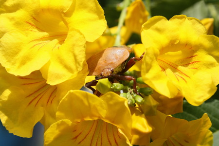 insect on yellow flowerの写真素材