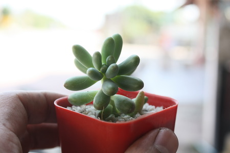cactus flower blurred backgroundの写真素材