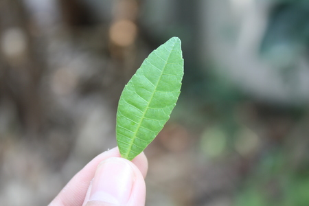 summer leaf in the garden nature backgroundの写真素材