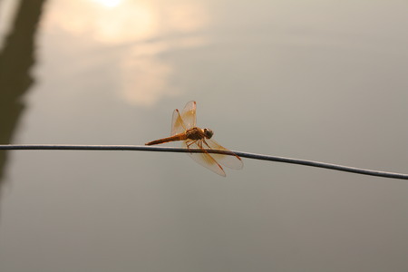 dragonfly nature backgroundの写真素材