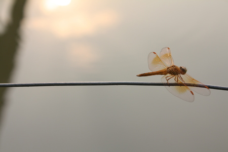 dragonfly nature backgroundの写真素材