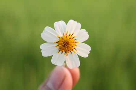 summer flower nature backgroundの写真素材
